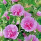 Malwa - Parkrondell - 1 szt.