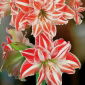 Hipeastrum - Amarylis - Dancing Queen