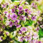 Floks (Phlox) - Płomyk wiechowaty - Sherbet Blend - 1 szt.