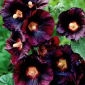 Malwa czarna - Alcea Nigra - 1 szt.