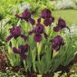 Irys niski, Iris pumila - Fioletowy - Cherry Garden