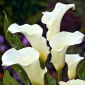 Calla białokremowa - Albomaculata