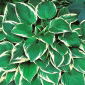 Funkia - Hosta Fortunei Francee