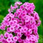 Floks (Phlox) - Płomyk wiechowaty - różowy - 1 szt.