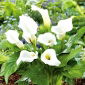 Calla biała - White