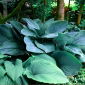 Funkia - Hosta Empress Wu