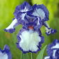 Kosaciec, Irys - Blue and White