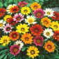 Gazania wielkokwiatowa Chansonette