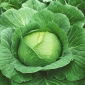 Kapusta głowiasta biała Brunświcka - najlepsza na gołąbki!