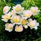 Piwonia, Paeonia - Top Brass - sadzonka