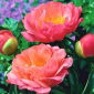 Piwonia, Paeonia - Coral Sunset - sadzonka