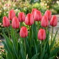 Tulipan Niigata - 5 szt.
