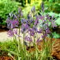 Kamasja Blue Melody - 10 szt.