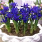 Irys botaniczny - Blue Hill - 10 szt.
