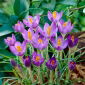 Krokus Barr's Purple - 10 szt.