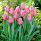 Tulipan Aafke - 5 szt.
