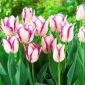 Tulipan Affaire - 5 szt.