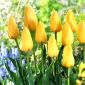 Tulipan Big Smile - 5 szt.