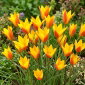 Tulipan Chrysantha Tubergen's Gem - 5 szt.