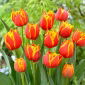 Tulipan Crossfire - 5 szt.
