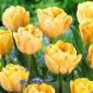Tulipan Foxy Foxtrot - 5 szt.