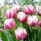 Tulipan Melrose - 5 szt.
