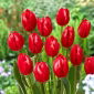 Tulipan Temptation - 5 szt.
