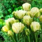 Tulipan Maureen Double - 5 szt.