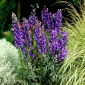 Tojad niebieski - Aconitum - sadzonka