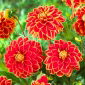 Dalia - Maxime