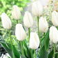 Tulipan Hakuun - 5 szt.
