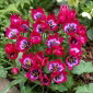 Tulipan Little Beauty - opak. 5 szt.
