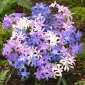 Śnieżnik lśniący mix - Chionodoxa luciliae mix - 10 szt.