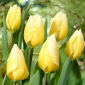 Tulipan Sweetheart - 5 szt.