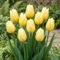 Tulipan Sweetheart - 5 szt.