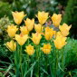 Tulipan Batalinii Bronze Charm - 5 szt.