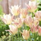 Tulipan Elegant Lady - 5 szt.