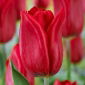 Tulipan Strong Love - 5 szt.