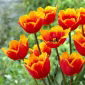 Tulipan Tiano - 5 szt.