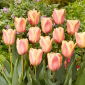 Tulipan Apricot Foxx - 5 szt.
