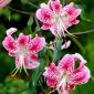 Lilia - Rubrum Uchida