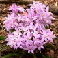 Śnieżnik lśniący różowy - Chionodoxa Rose Queen - 10 szt.