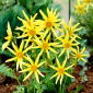 Dalia - Honka