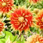 Dalia - Autumn Sunburst