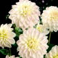 Dalia - Wittem