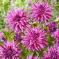 Dalia - Blackberry Ripple