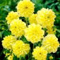 Dalia - Glory of Heemstede