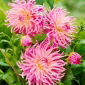 Dalia - Star's Favourite