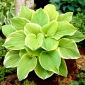 Funkia - Hosta Fragrant Bouquet - pachnąca