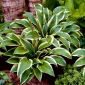 Funkia - Hosta Queen Josephine
